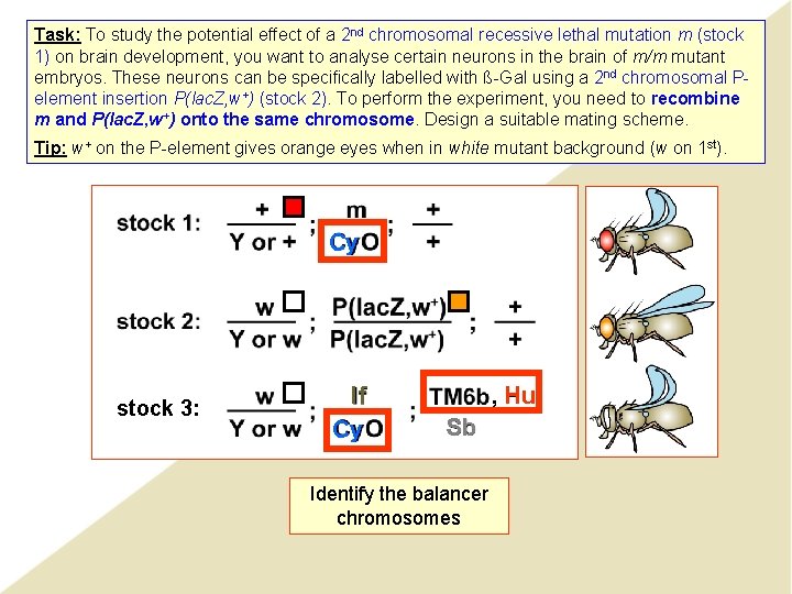 Task: To study the potential effect of a 2 nd chromosomal recessive lethal mutation