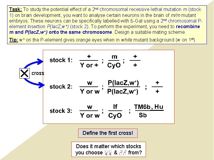 Task: To study the potential effect of a 2 nd chromosomal recessive lethal mutation Task: To study the potential effect of a 2 nd chromosomal recessive lethal mutation