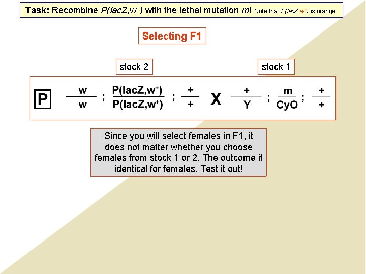 Task: Recombine P(lac. Z, w+) with the lethal mutation m! Note that P(lac. Z,