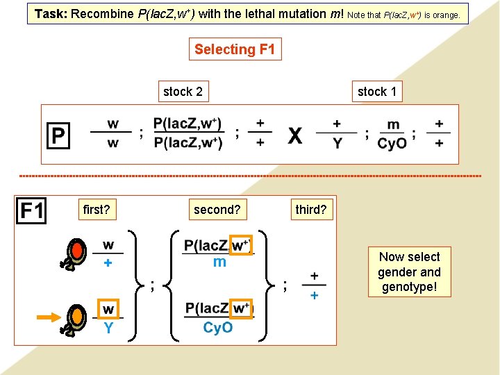 Task: Recombine P(lac. Z, w+) with the lethal mutation m! Note that P(lac. Z,