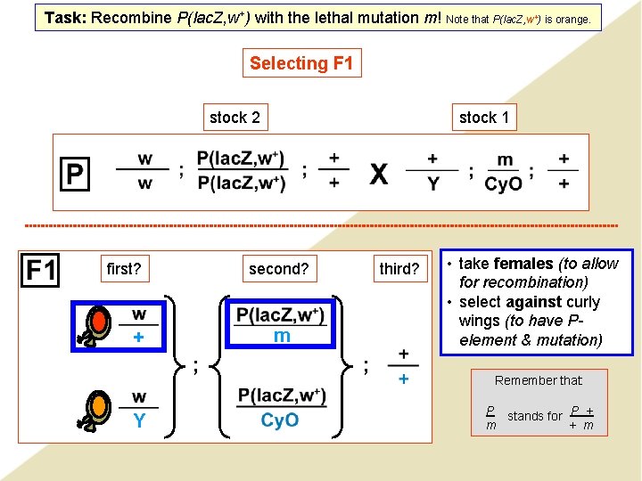 Task: Recombine P(lac. Z, w+) with the lethal mutation m! Note that P(lac. Z,