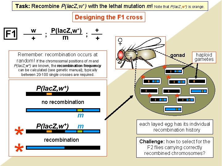 Task: Recombine P(lac. Z, w+) with the lethal mutation m! Note that P(lac. Z,