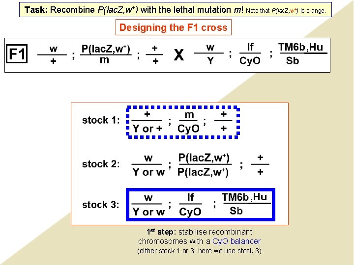 Task: Recombine P(lac. Z, w+) with the lethal mutation m! Note that P(lac. Z,