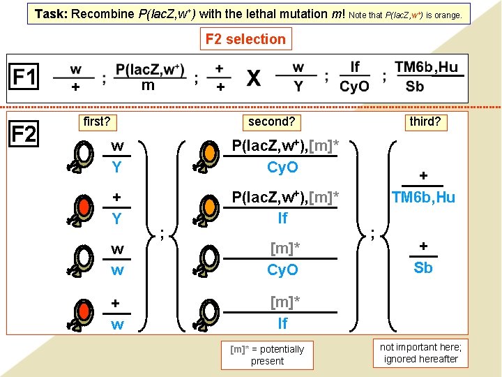 Task: Recombine P(lac. Z, w+) with the lethal mutation m! Note that P(lac. Z,