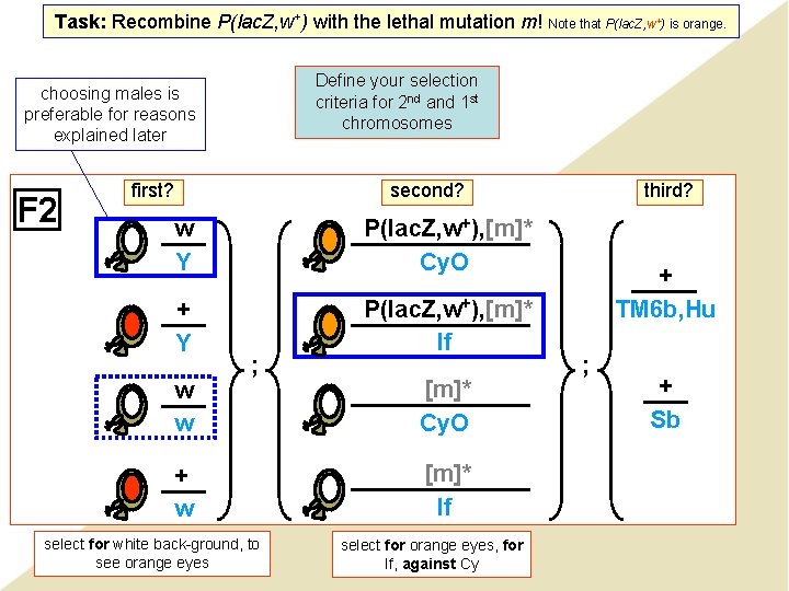 Task: Recombine P(lac. Z, w+) with the lethal mutation m! Note that P(lac. Z, Task: Recombine P(lac. Z, w+) with the lethal mutation m! Note that P(lac. Z,