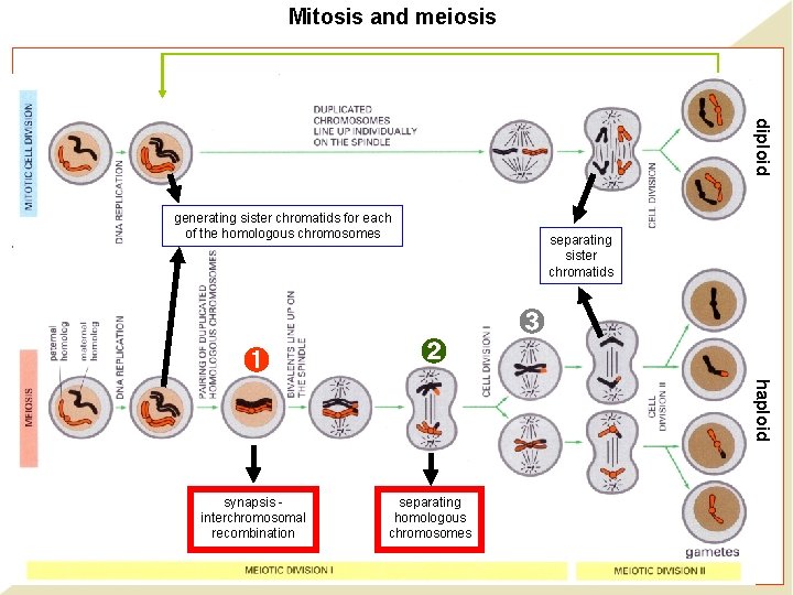 Mitosis and meiosis diploid generating sister chromatids for each of the homologous chromosomes separating Mitosis and meiosis diploid generating sister chromatids for each of the homologous chromosomes separating