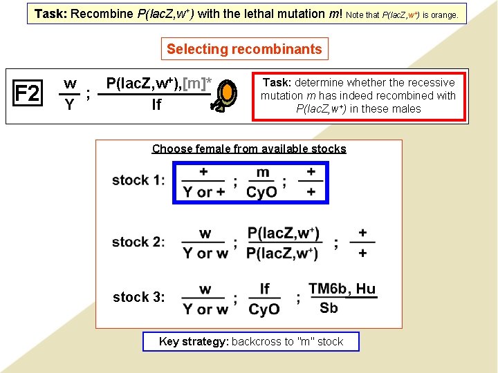 Task: Recombine P(lac. Z, w+) with the lethal mutation m! Note that P(lac. Z,