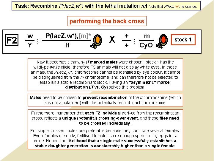 Task: Recombine P(lac. Z, w+) with the lethal mutation m! Note that P(lac. Z,