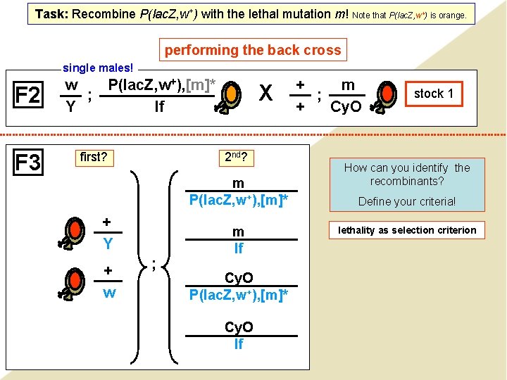 Task: Recombine P(lac. Z, w+) with the lethal mutation m! Note that P(lac. Z, Task: Recombine P(lac. Z, w+) with the lethal mutation m! Note that P(lac. Z,