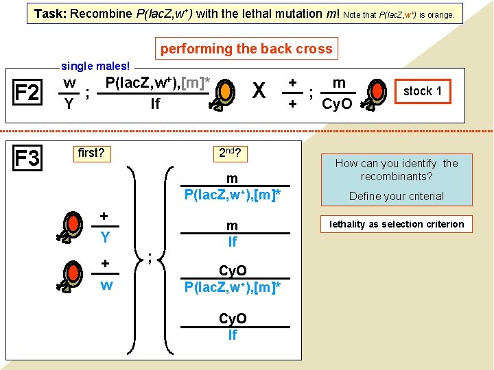 Task: Recombine P(lac. Z, w+) with the lethal mutation m! Note that P(lac. Z,