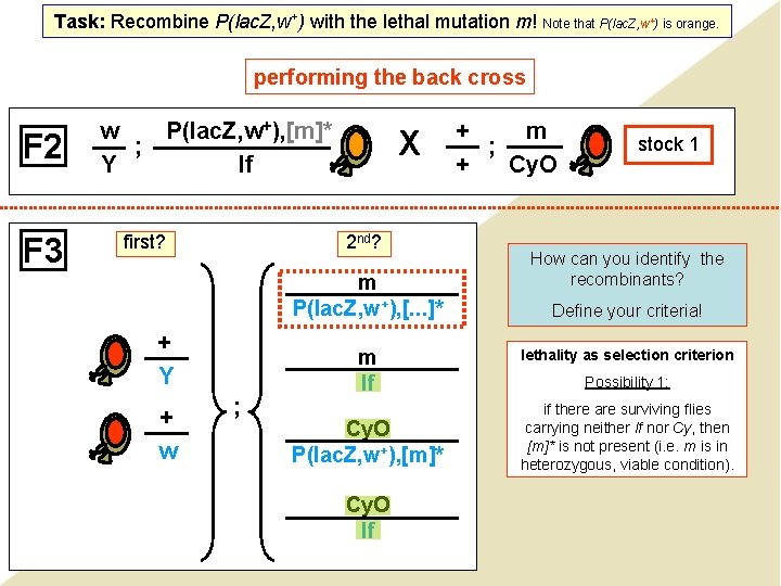 Task: Recombine P(lac. Z, w+) with the lethal mutation m! Note that P(lac. Z, Task: Recombine P(lac. Z, w+) with the lethal mutation m! Note that P(lac. Z,