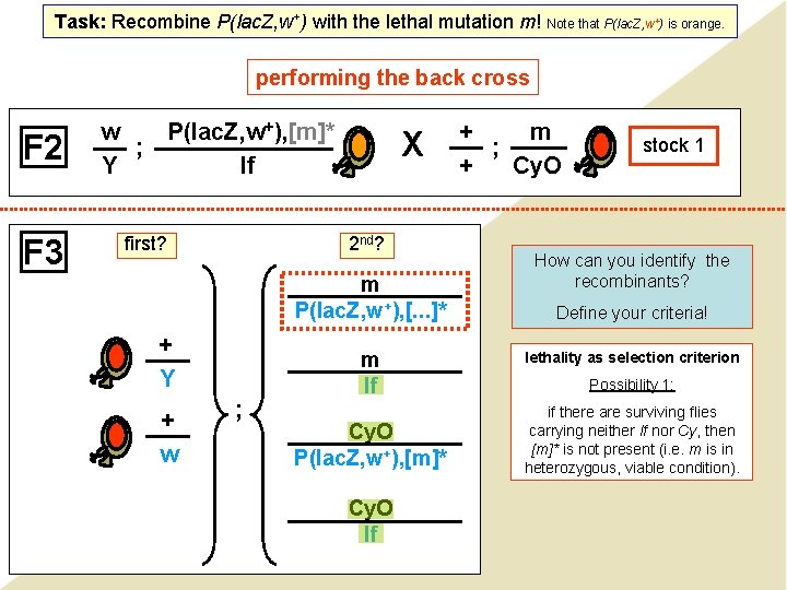 Task: Recombine P(lac. Z, w+) with the lethal mutation m! Note that P(lac. Z,