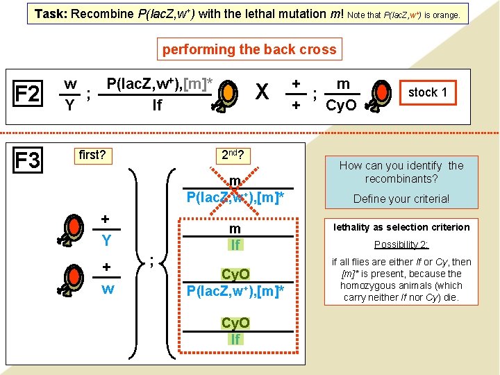 Task: Recombine P(lac. Z, w+) with the lethal mutation m! Note that P(lac. Z,