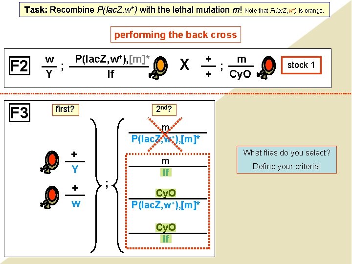 Task: Recombine P(lac. Z, w+) with the lethal mutation m! Note that P(lac. Z,