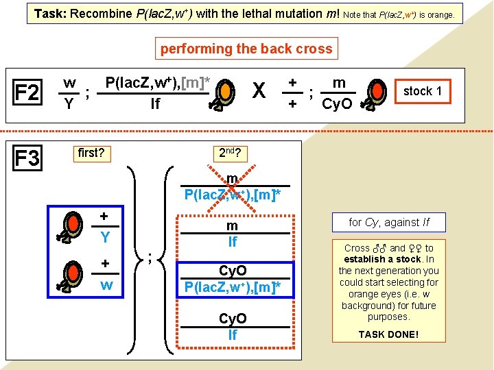 Task: Recombine P(lac. Z, w+) with the lethal mutation m! Note that P(lac. Z,