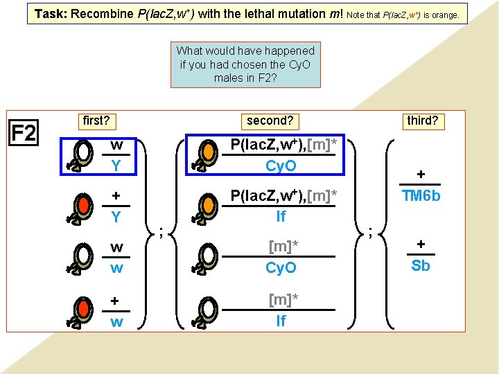 Task: Recombine P(lac. Z, w+) with the lethal mutation m! Note that P(lac. Z, Task: Recombine P(lac. Z, w+) with the lethal mutation m! Note that P(lac. Z,