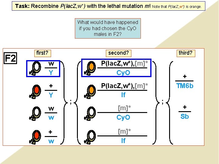 Task: Recombine P(lac. Z, w+) with the lethal mutation m! Note that P(lac. Z,