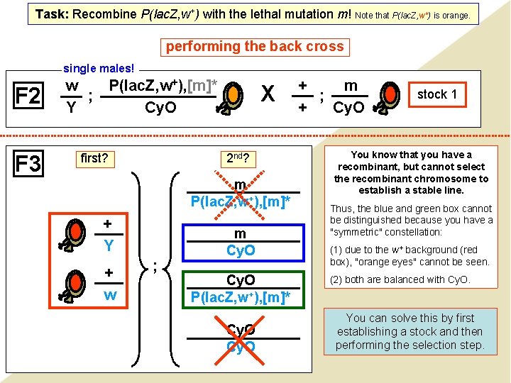 Task: Recombine P(lac. Z, w+) with the lethal mutation m! Note that P(lac. Z,