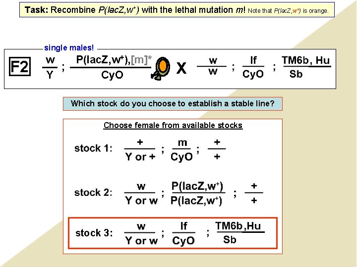Task: Recombine P(lac. Z, w+) with the lethal mutation m! Note that P(lac. Z, Task: Recombine P(lac. Z, w+) with the lethal mutation m! Note that P(lac. Z,