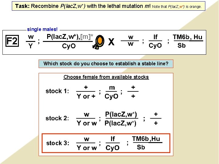 Task: Recombine P(lac. Z, w+) with the lethal mutation m! Note that P(lac. Z,
