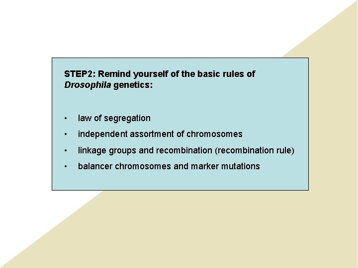 STEP 2: Remind yourself of the basic rules of Drosophila genetics: • law of