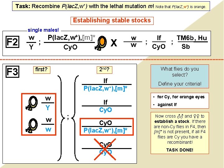 Task: Recombine P(lac. Z, w+) with the lethal mutation m! Note that P(lac. Z,