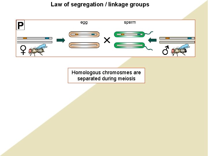 Law of segregation / linkage groups Homologous chromosmes are separated during meiosis Law of segregation / linkage groups Homologous chromosmes are separated during meiosis