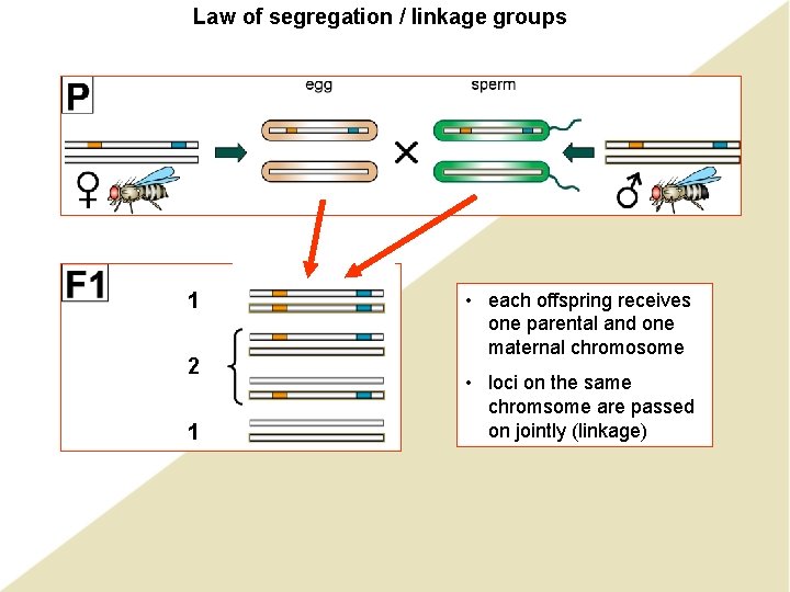 Law of segregation / linkage groups 1 2 1 • each offspring receives one Law of segregation / linkage groups 1 2 1 • each offspring receives one