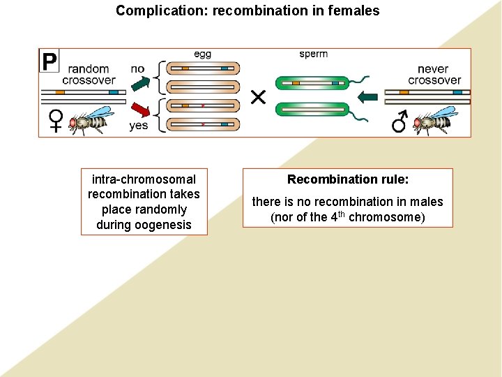Complication: recombination in females intra-chromosomal recombination takes place randomly during oogenesis Recombination rule: there