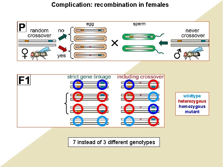 Complication: recombination in females wildtype heterozygous homozygous mutant 7 instead of 3 different genotypes Complication: recombination in females wildtype heterozygous homozygous mutant 7 instead of 3 different genotypes