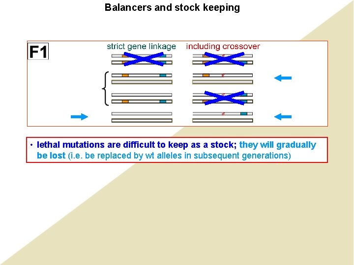Balancers and stock keeping • lethal difficult keep as a stock; they in will Balancers and stock keeping • lethal difficult keep as a stock; they in will