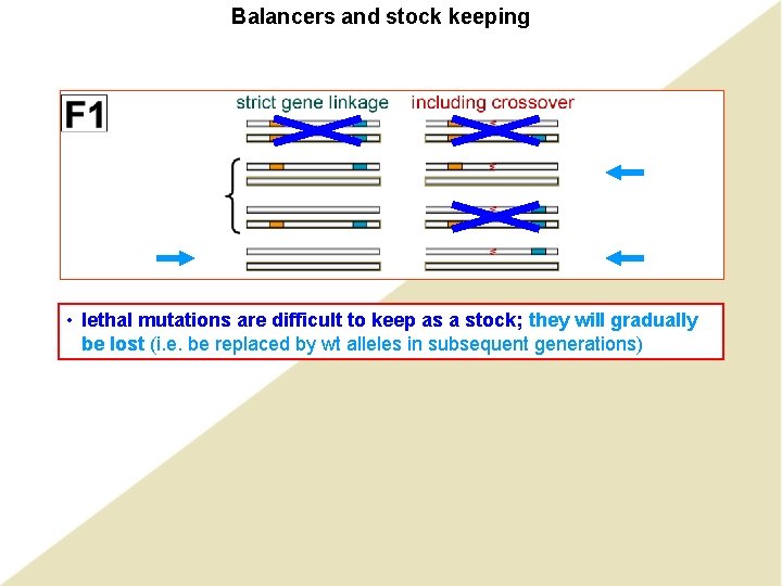 Balancers and stock keeping • lethal difficult keep as a stock; they in will