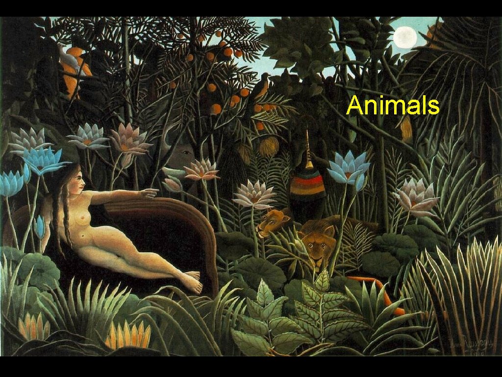 Animals 