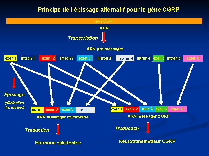 Principe de l’épissage alternatif pour le gène CGRP ADN Transcription ARN pré-messager exon 1
