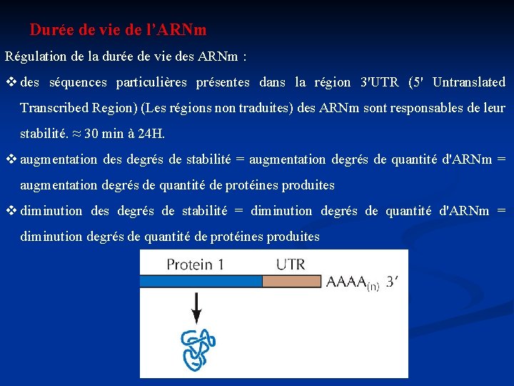 Durée de vie de l’ARNm Régulation de la durée de vie des ARNm :