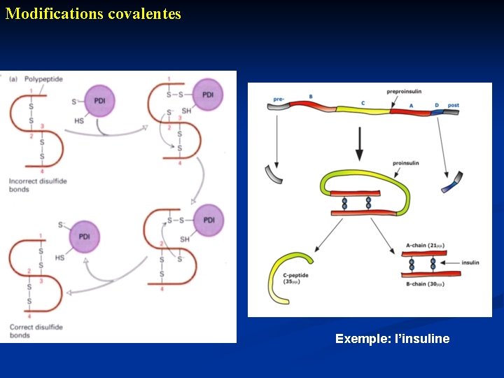 Modifications covalentes Exemple: l’insuline 