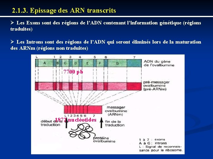 2. 1. 3. Epissage des ARN transcrits Ø Les Exons sont des régions de