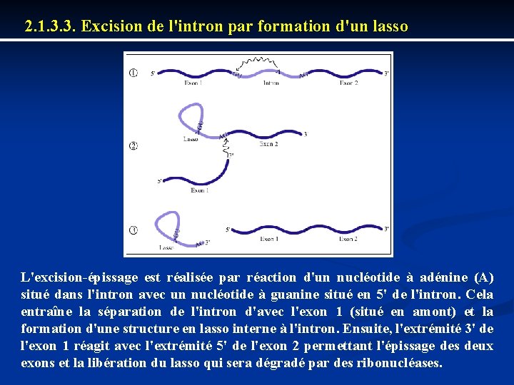 2. 1. 3. 3. Excision de l'intron par formation d'un lasso L'excision épissage est