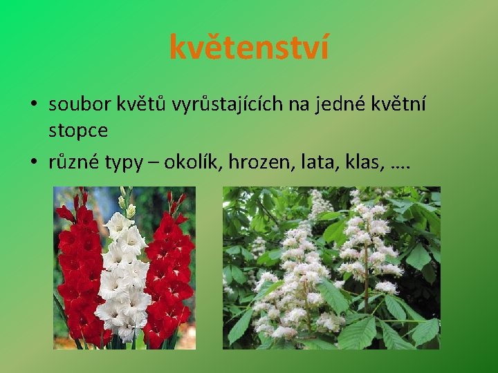 květenství • soubor květů vyrůstajících na jedné květní stopce • různé typy – okolík,