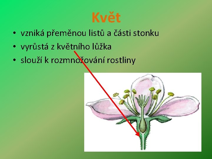 Květ • vzniká přeměnou listů a části stonku • vyrůstá z květního lůžka •