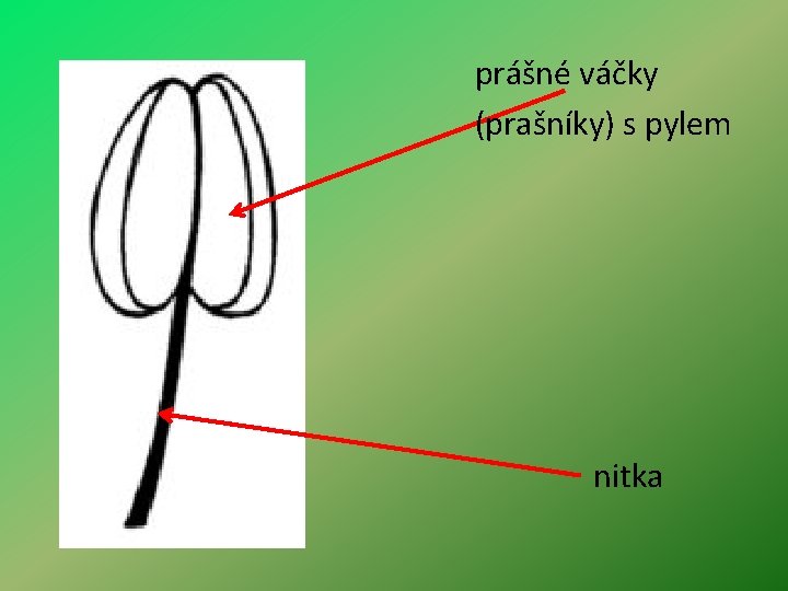 prášné váčky (prašníky) s pylem nitka 