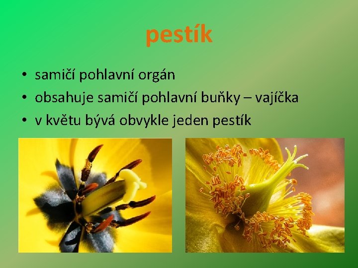 pestík • samičí pohlavní orgán • obsahuje samičí pohlavní buňky – vajíčka • v