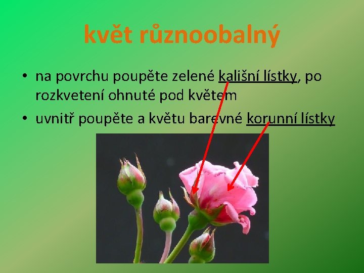 květ různoobalný • na povrchu poupěte zelené kališní lístky, po rozkvetení ohnuté pod květem