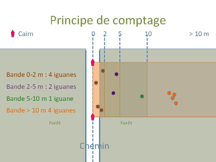 Principe de comptage Cairn 0 2 5 Bande 0 -2 m : 4 iguanes