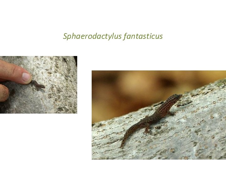 Sphaerodactylus fantasticus 