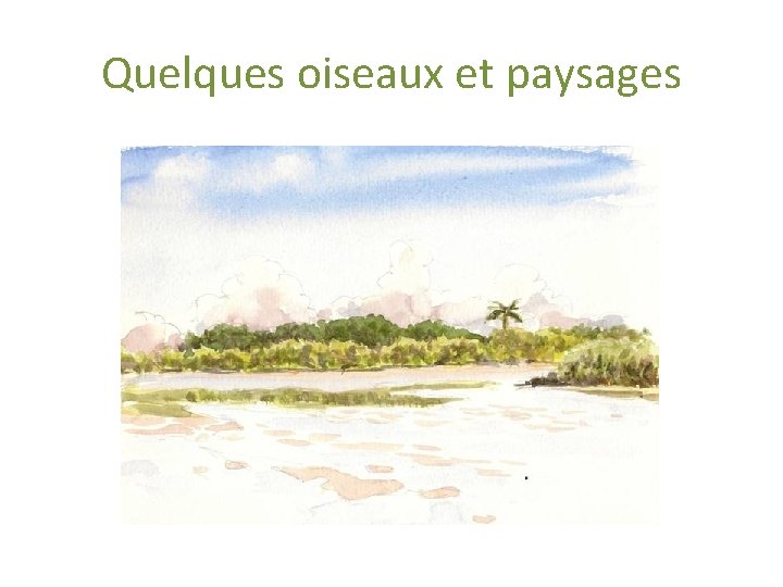 Quelques oiseaux et paysages 