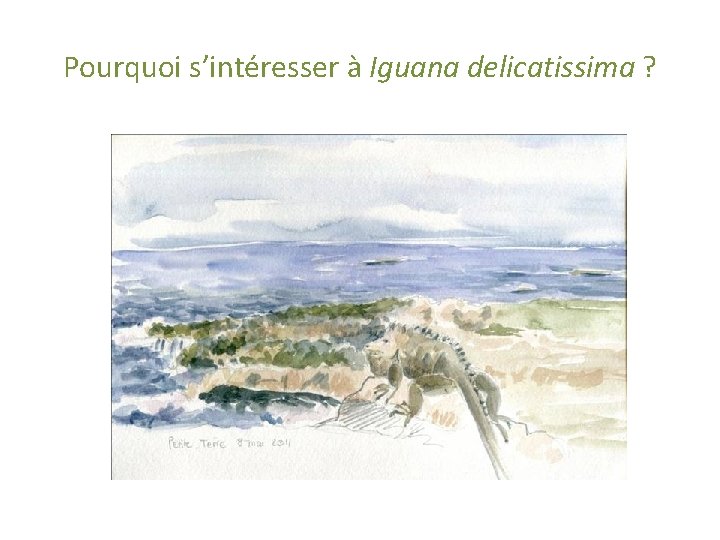 Pourquoi s’intéresser à Iguana delicatissima ? 