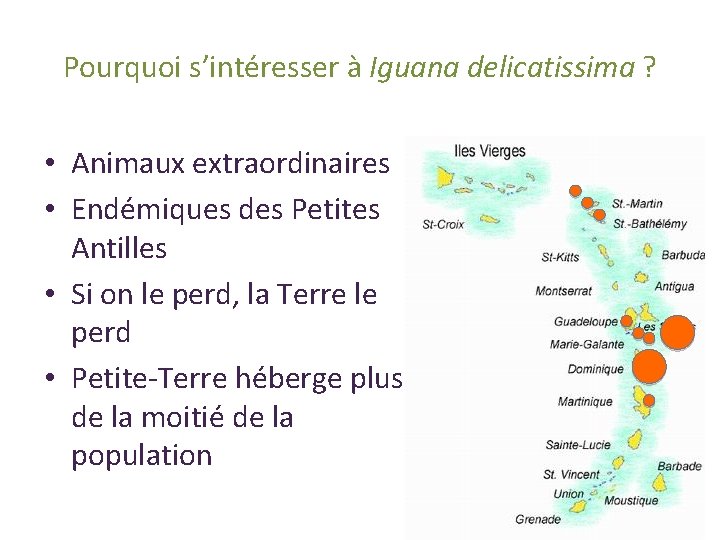 Pourquoi s’intéresser à Iguana delicatissima ? • Animaux extraordinaires • Endémiques des Petites Antilles