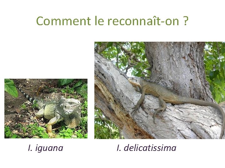 Comment le reconnaît-on ? I. iguana I. delicatissima 