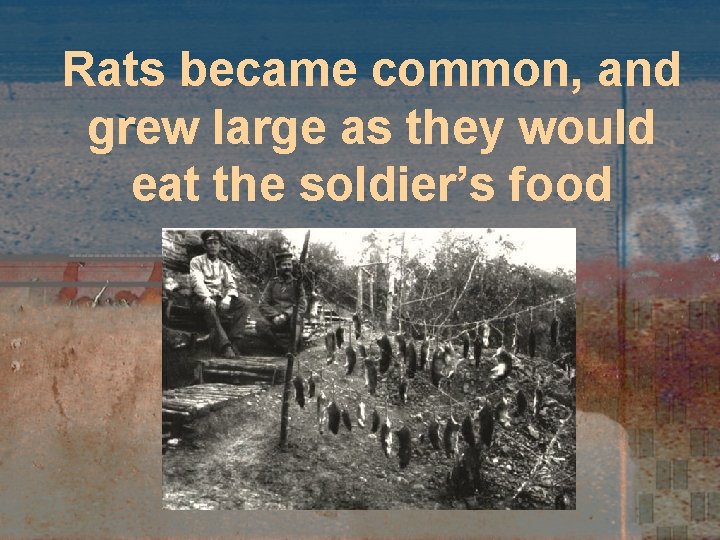 Rats became common, and grew large as they would eat the soldier’s food 